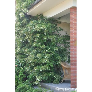 Hortensia grimpant pétiolaris taille du