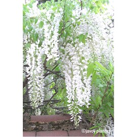 Glycine 'alba' taille du pot - en pot de