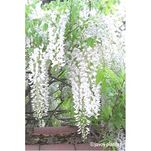Glycine 'alba' taille du pot - en pot de 3 litres