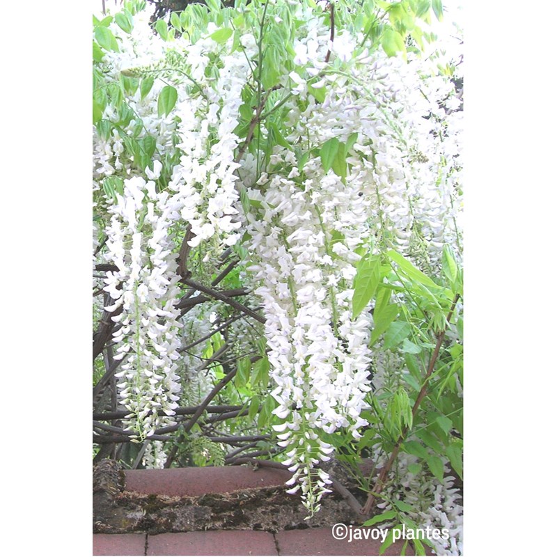 Glycine 'alba' taille du pot - en pot de 3 litres