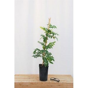 Glycine 'alba' taille du pot - en pot de