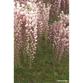 Glycine 'pink ice' taille du pot - en po