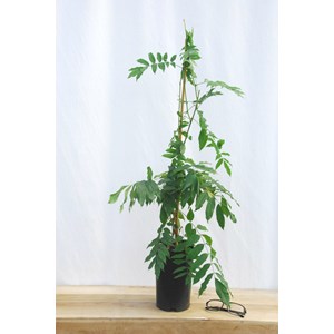 Glycine 'pink ice' taille du pot - en po