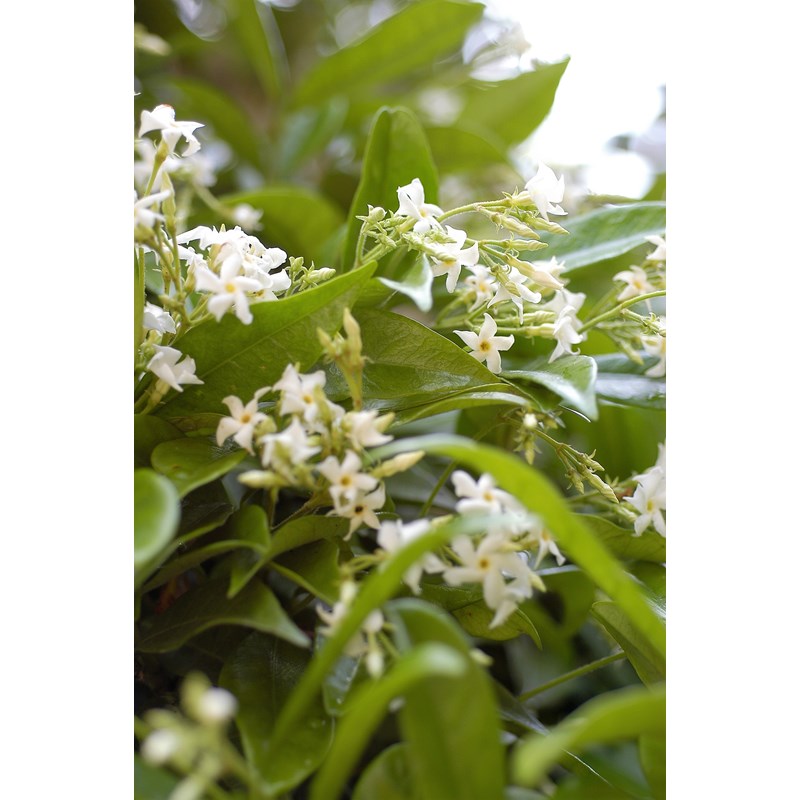 Roué Pépinières - Jasmin étoilé parfumé grimpant taille du pot - en pot de 3 litres