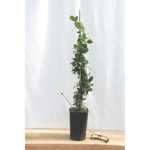 Jasmin étoilé parfumé grimpant taille