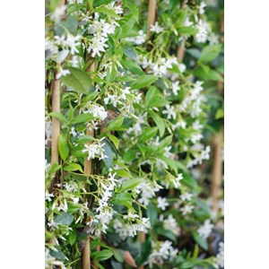 Jasmin étoilé parfumé grimpant taille
