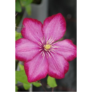 Clématite 'ville de lyon' taille du pot - en pot de 3 litres