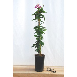 Clématite 'ville de lyon' taille du pot