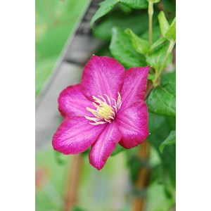 Clématite 'ville de lyon' taille du pot