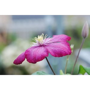 Clématite 'ville de lyon' taille du pot