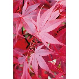 Erable 'bloodgood' taille du pot - en po