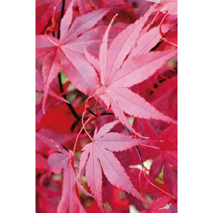 Erable 'bloodgood' taille du pot - en po