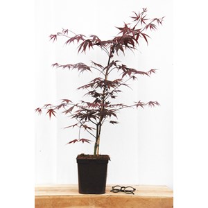 Erable 'bloodgood' taille du pot - en po