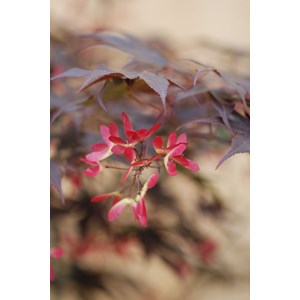 Erable 'bloodgood' taille du pot - en po