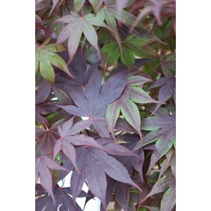 Erable 'bloodgood' taille du pot - en po