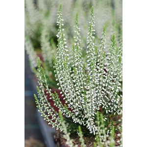 Bruyère d'été 'bettina' taille du pot - en pot de 1 litre