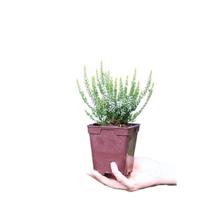 Bruyère d'été 'bettina' taille du pot