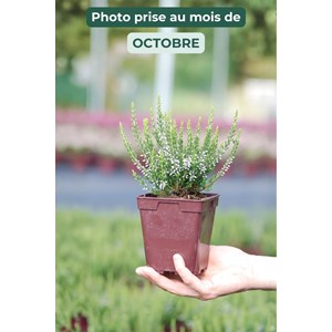 Bruyère d'été 'bettina' taille du pot