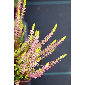 Bruyère d'été 'golden angie' taille du pot - en pot de 1 litre