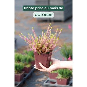 Bruyère d'été 'golden angie' taille d