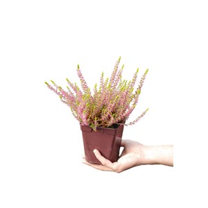 Bruyère d'été 'golden angie' taille d