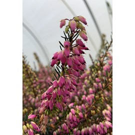 Bruyère d'hiver 'rubina' taille du pot