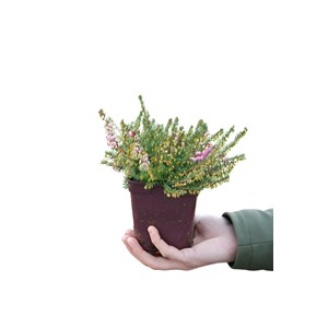 Bruyère d'hiver 'rubina' taille du pot