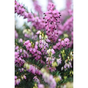 Bruyère d'hiver 'rubina' taille du pot
