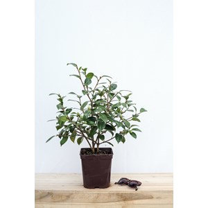 Camélia 'blue danube' taille du pot - e