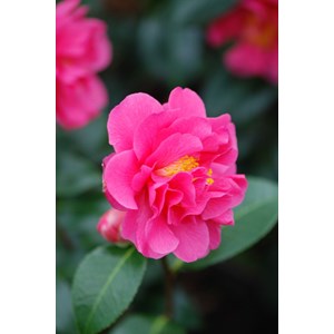 Camélia 'blue danube' taille du pot - e