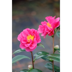 Camélia 'blue danube' taille du pot - e