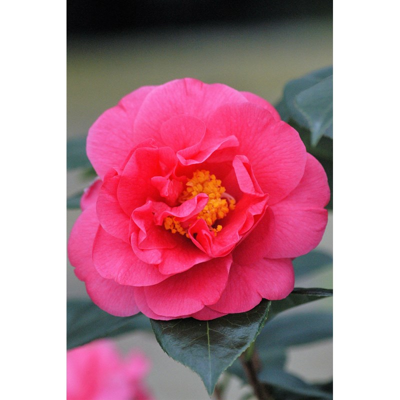 Roué Pépinières - Camélia 'blue danube' taille du pot - en pot de 7.5 litres