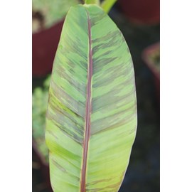 Bananier 'ever red' taille du pot - en p