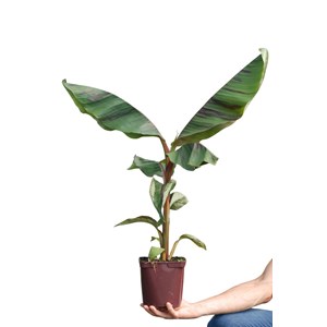Bananier 'ever red' taille du pot - en pot de 3 litres