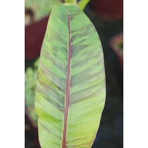 Bananier 'ever red' taille du pot - en pot de 3 litres