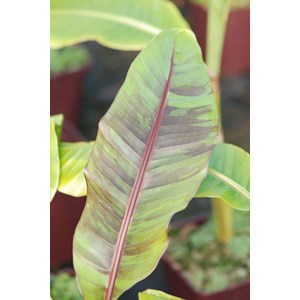 Bananier 'ever red' taille du pot - en pot de 3 litres