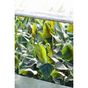 Bananier 'ever red' taille du pot - en pot de 3 litres