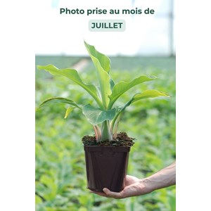 Bananier 'nain de chine' taille du pot -