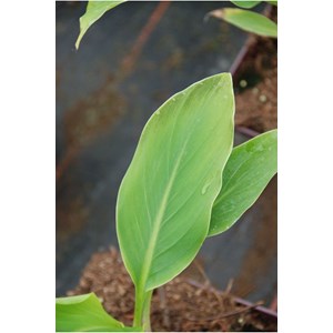 Bananier 'nain de chine' taille du pot -