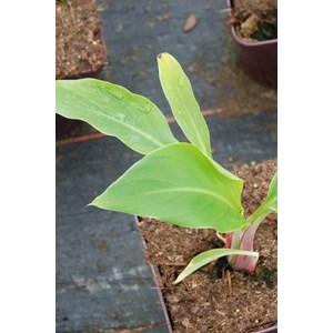 Bananier 'nain de chine' taille du pot -