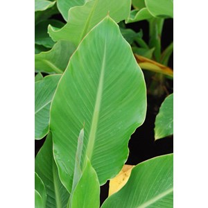 Bananier 'nain de chine' taille du pot -