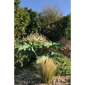 Tetrapanax 'rex' taille du pot - en pot de 1 litre