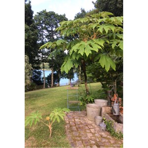 Tetrapanax 'rex' taille du pot - en pot