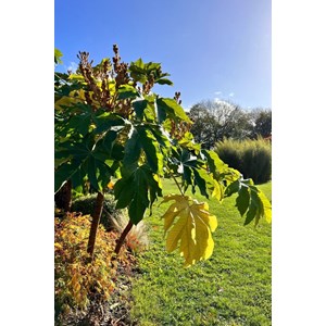 Tetrapanax 'rex' taille du pot - en pot