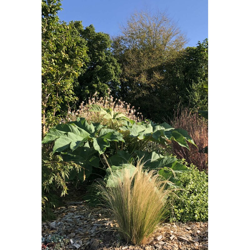 Roué Pépinières - Tetrapanax 'rex' taille du pot - en pot de 3 litres