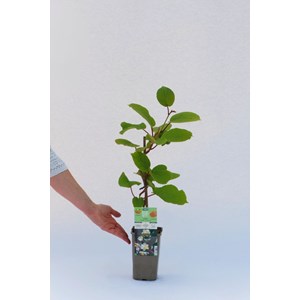 Kiwi mâle 'tomuri ' ab taille du pot -
