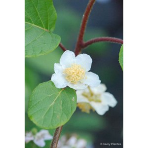 Kiwi mâle 'tomuri ' ab taille du pot -