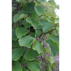 Kiwi mâle 'tomuri ' ab taille du pot -