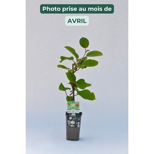 Kiwi mâle 'tomuri ' ab taille du pot -