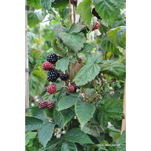 Mûrier sans épine 'triple crown' taille du pot - en pot de 1,5 litres